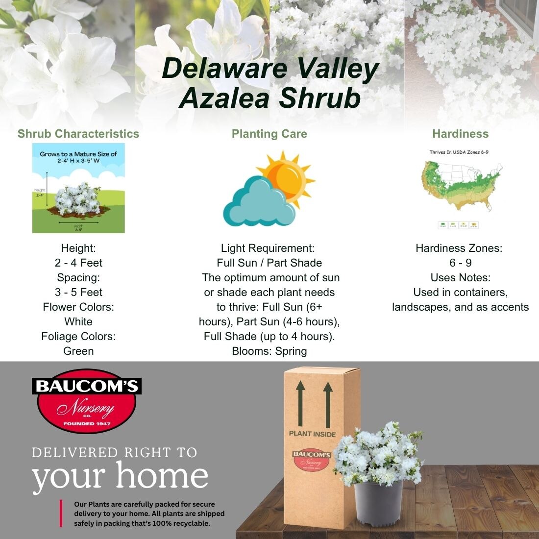 1 Gal. Delaware Valley White Azalea Shrub with White Flowers and